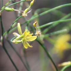 Tricoryne elatior at Macgregor, ACT - 15 Dec 2024