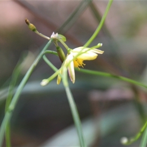 Tricoryne elatior at Macgregor, ACT - 15 Dec 2024