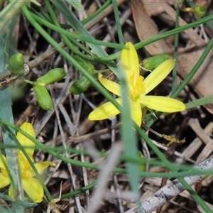 Tricoryne elatior at Macgregor, ACT - 15 Dec 2024