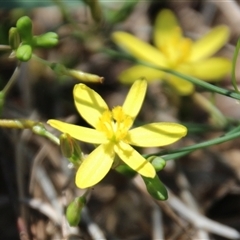 Tricoryne elatior at Macgregor, ACT - 15 Dec 2024