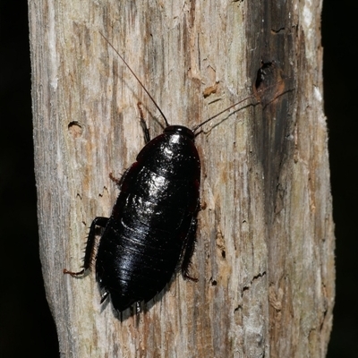 Blattodea (order) at Freshwater Creek, VIC - 15 Dec 2024 by WendyEM