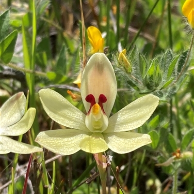 Thelymitra antennifera (Vanilla Orchid, Lemon-scented Sun Orchid) at Augusta, WA - 15 Oct 2024 by AnneG1