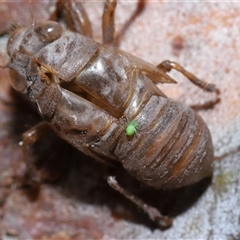 Unidentified Orb-weaving spider (several families) at Parkes, ACT - 7 Dec 2024 by TimL