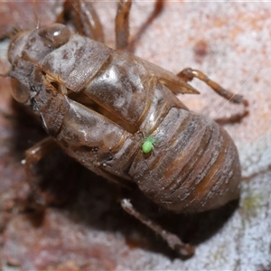 Unidentified Orb-weaving spider (several families) at Parkes, ACT by TimL