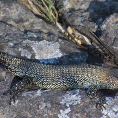 Egernia cunninghami (Cunningham's Skink) at Latham, ACT - 15 Dec 2024 by Jennybach