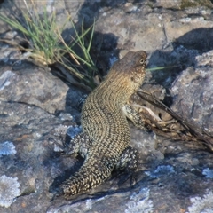 Egernia cunninghami at Latham, ACT - 15 Dec 2024