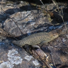 Egernia cunninghami at Latham, ACT - 15 Dec 2024