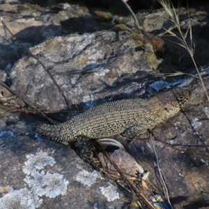 Egernia cunninghami at Latham, ACT - 15 Dec 2024