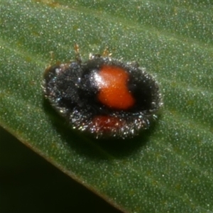 Diomus notescens at Freshwater Creek, VIC - 14 Dec 2024