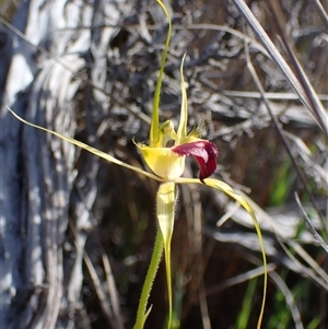 Caladenia infundibularis at Augusta, WA - suppressed