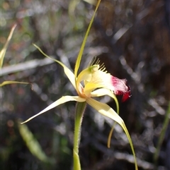 Caladenia infundibularis at Augusta, WA - 15 Oct 2024