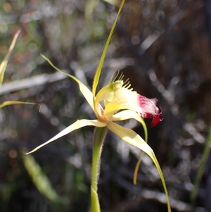 Caladenia infundibularis at Augusta, WA - suppressed