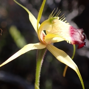 Caladenia infundibularis at Augusta, WA - suppressed