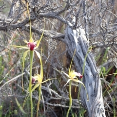 Caladenia infundibularis at Augusta, WA - suppressed