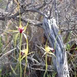 Caladenia infundibularis at Augusta, WA - suppressed