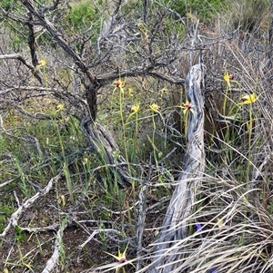 Caladenia infundibularis at Augusta, WA - suppressed