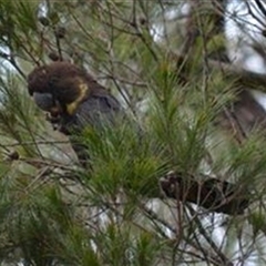 Calyptorhynchus lathami lathami (Glossy Black-Cockatoo) at Hill Top, NSW - 6 Oct 2019 by GITM2