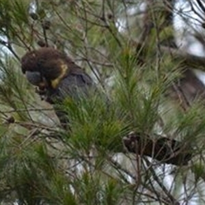 Calyptorhynchus lathami lathami at Hill Top, NSW - 6 Oct 2019