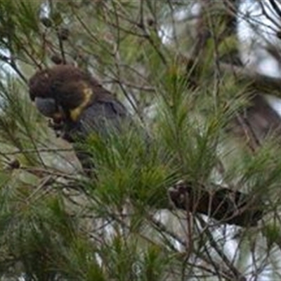 Calyptorhynchus lathami lathami (Glossy Black-Cockatoo) at Hill Top, NSW - 6 Oct 2019 by GITM2