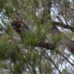 Calyptorhynchus lathami lathami at Hill Top, NSW - suppressed