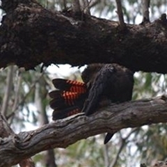 Calyptorhynchus lathami lathami at Hill Top, NSW - suppressed