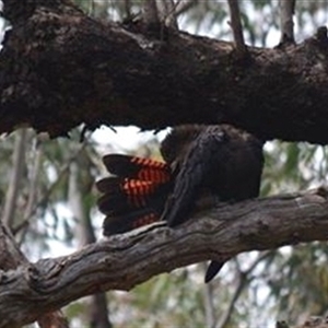 Calyptorhynchus lathami lathami at Hill Top, NSW - 6 Oct 2019