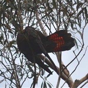 Calyptorhynchus lathami lathami at Hill Top, NSW - 6 Oct 2019