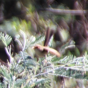 Malurus cyaneus (Superb Fairywren) at Latham, ACT by Jennybach