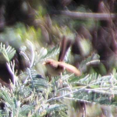 Malurus cyaneus (Superb Fairywren) at Latham, ACT - 15 Dec 2024 by Jennybach