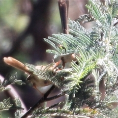 Malurus cyaneus at Latham, ACT - 15 Dec 2024