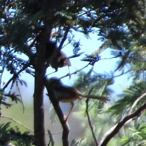 Malurus cyaneus at Latham, ACT - 15 Dec 2024