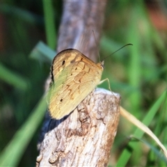 Heteronympha merope (Common Brown Butterfly) at Latham, ACT - 15 Dec 2024 by Jennybach