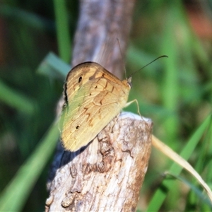 Heteronympha merope at Latham, ACT - 15 Dec 2024