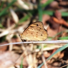 Heteronympha merope at Latham, ACT - 15 Dec 2024