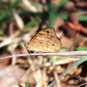 Heteronympha merope at Latham, ACT - 15 Dec 2024