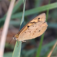 Heteronympha merope at Latham, ACT - 15 Dec 2024