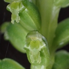 Microtis media (Common Mignonette Orchid) at Deepdene, WA - 15 Oct 2024 by AnneG1
