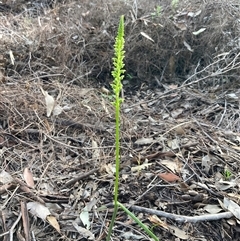 Microtis media at Deepdene, WA - suppressed