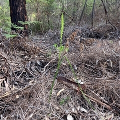 Microtis media at Deepdene, WA - suppressed