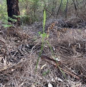 Microtis media at Deepdene, WA - suppressed