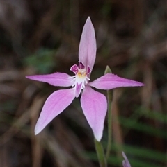 Caladenia latifolia at Deepdene, WA - 15 Oct 2024 by AnneG1