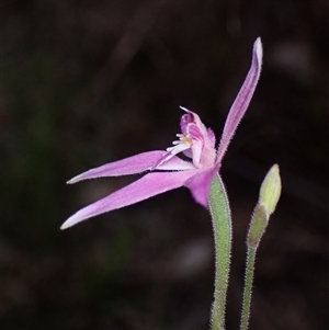 Caladenia latifolia at Deepdene, WA - suppressed