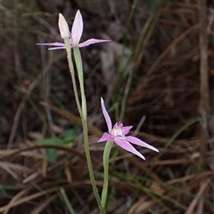 Caladenia latifolia at Deepdene, WA - suppressed