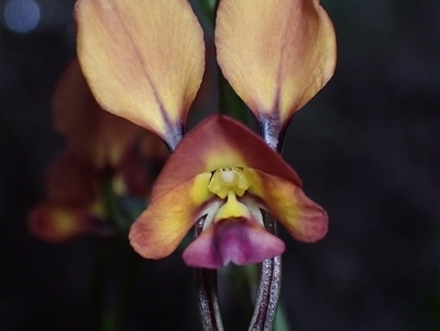 Diuris jonesii at Deepdene, WA - 15 Oct 2024 by AnneG1