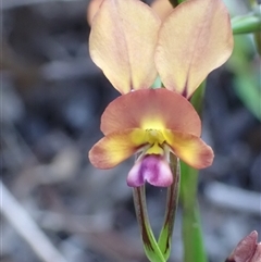 Diuris jonesii at Deepdene, WA - suppressed