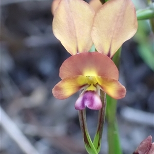 Diuris jonesii at Deepdene, WA - suppressed