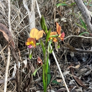 Diuris jonesii at Deepdene, WA - suppressed