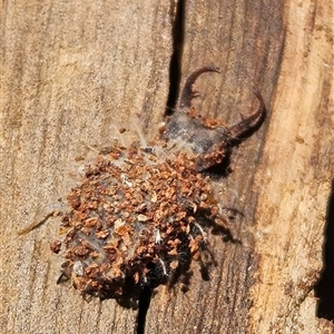 Myrmeleontidae (family) (Unidentified Antlion Lacewing) at Kaleen, ACT by Wolfdogg