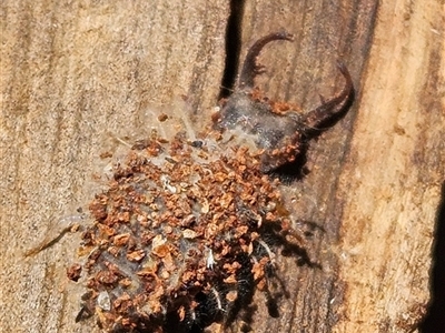 Myrmeleontidae (family) (Unidentified Antlion Lacewing) at Kaleen, ACT - 16 Dec 2024 by Wolfdogg