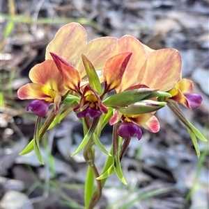 Diuris jonesii at Deepdene, WA - suppressed